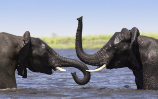 Слоны купаются