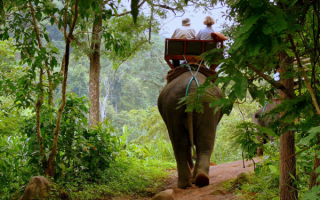 Индийский слон