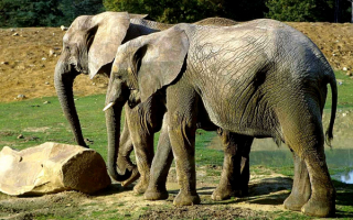 Два слона