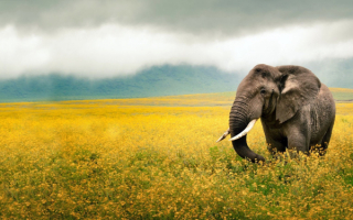 Слон на цветочной поляне