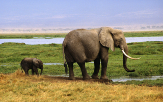 Слониха и слоненок
