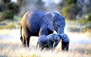 Слониха и слонята