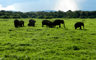 Слоны на зеленой поляне