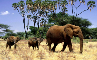 Слониха и слонята