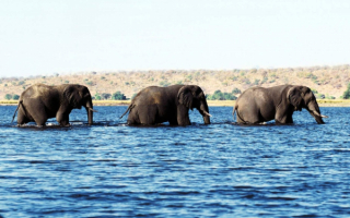 Слоны переходят реку