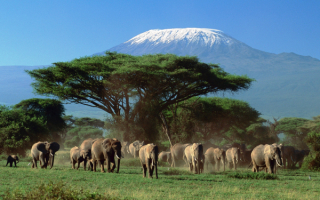 Слоны у горы Килиманджаро в Танзании
