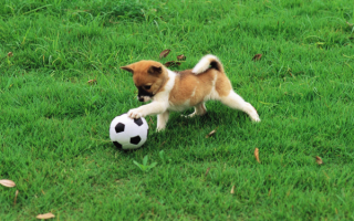 Футбол с собакой