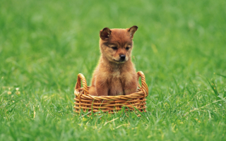 Корзинка для щенка