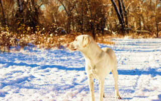 Собака на зимней прогулке
