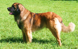 Леонбергер