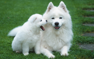 Самоедская собака со щенком