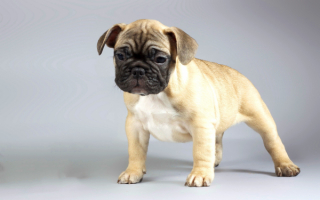 Мопс