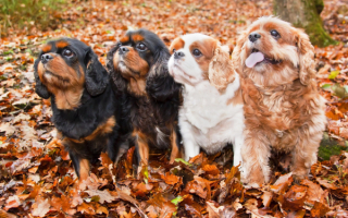 Собаки на осенней поляне