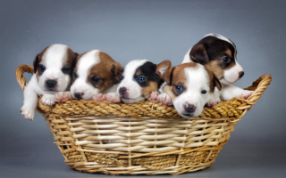 Пять щенков в корзине