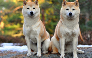 Собаки хоккайдо