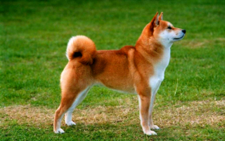 Собака породы Сиба-ину
