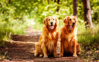 Собаки золотистые ретриверы