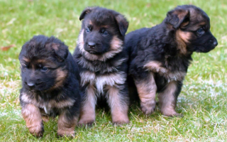 Три щенка немецкой овчарки