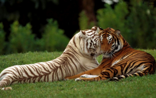 Тигры дремлют на поляне