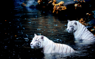 Тигры купаются