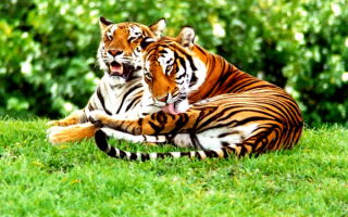 Тигры на поляне