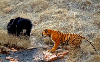 Тигр и медведь