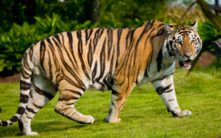 Тигр на зеленой поляне