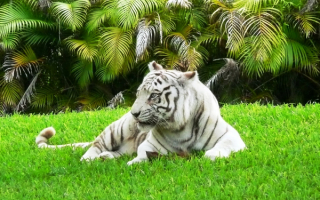 Белый тигр на поляне