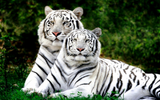 Два белых тигра