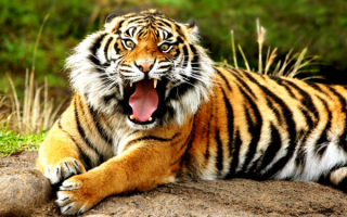 Тигр сердится