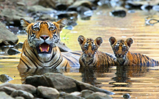 Тигрица и тигрята купаются