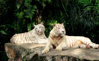 Тигры в джунглях