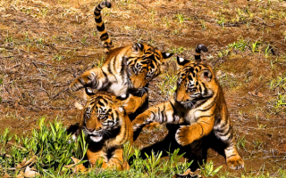 Три тигренка