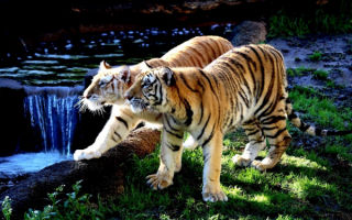Тигры у ручья