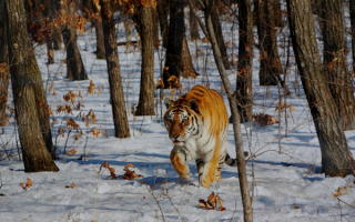 Амурский тигр в зимнем лесу