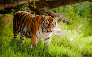 Амурский тигр в летнем лесу