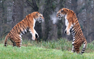 Борьба тигров на поляне