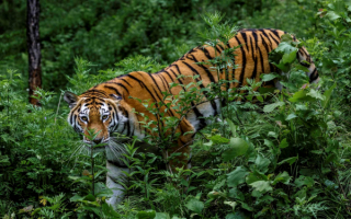 Тигр в зеленой траве