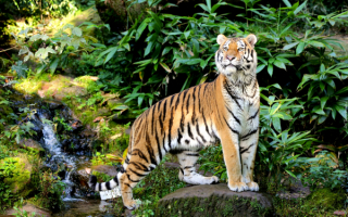 Тигр в уссурийской тайге