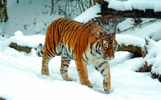 Тигр на зимней тропе