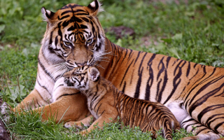 Тигрица и тигренок на траве