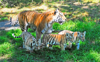 Тигрица и тигрята