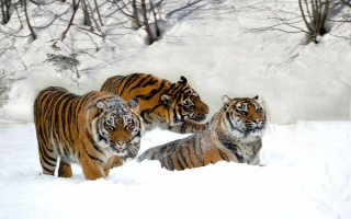 Уссурийские тигры на зимней поляне
