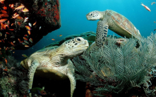 Черепахи в море