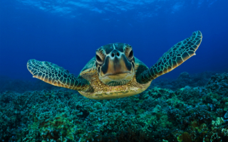 Черепаха на морском дне