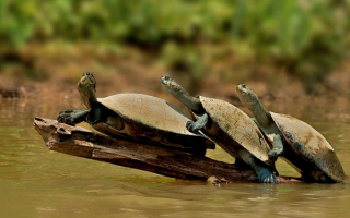 Черепахи плывут на бревне