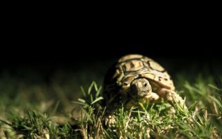 Черепаха в траве