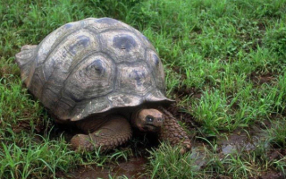 Черепаха ползет по траве