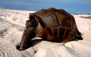 Пустынная черепаха
