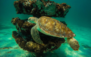 Черепаха и кораллы